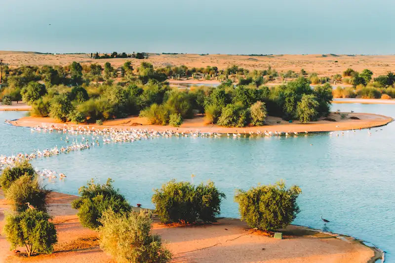 Activities at Al Qudra Lakes in Dubai